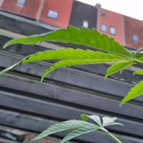 Strawberry Gorilla Fastbuds  growlog timeline photo