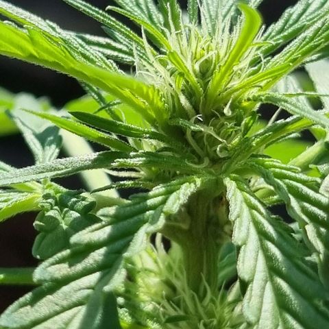 Strawberry Gorilla Fastbuds  growlog timeline photo