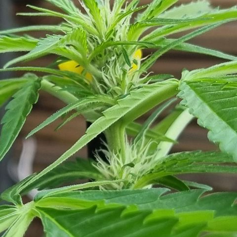 Strawberry Gorilla Fastbuds  growlog timeline photo