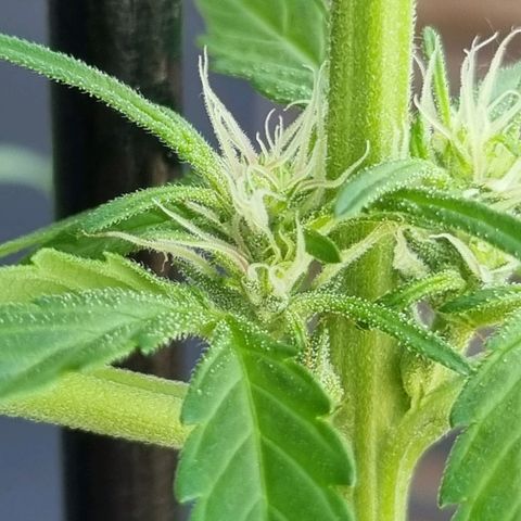 Strawberry Gorilla Fastbuds  growlog timeline photo