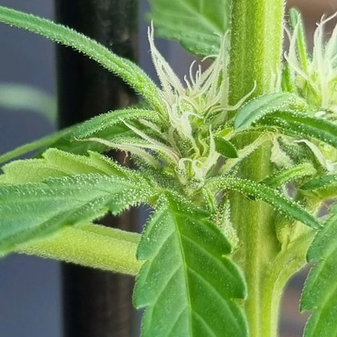 Strawberry Gorilla Fastbuds  growlog timeline photo