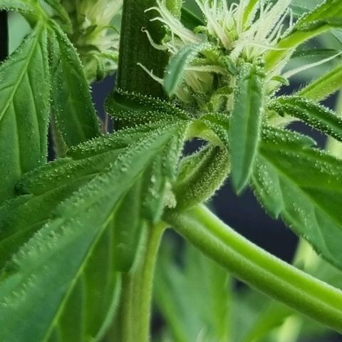 Strawberry Gorilla Fastbuds  growlog timeline photo