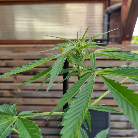 Strawberry Gorilla Fastbuds  growlog timeline photo
