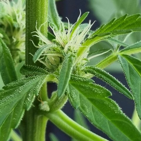 Strawberry Gorilla Fastbuds  growlog timeline photo