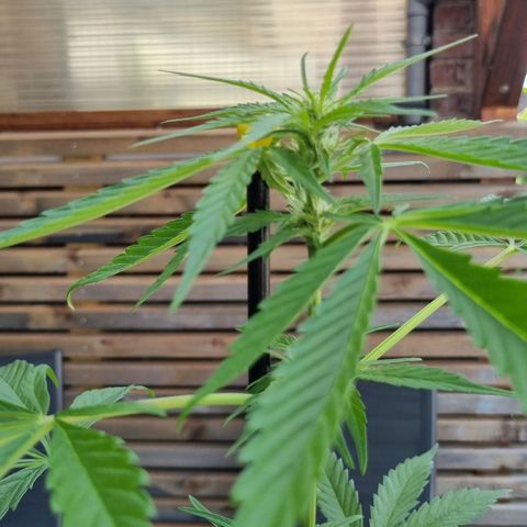 Strawberry Gorilla Fastbuds  growlog timeline photo
