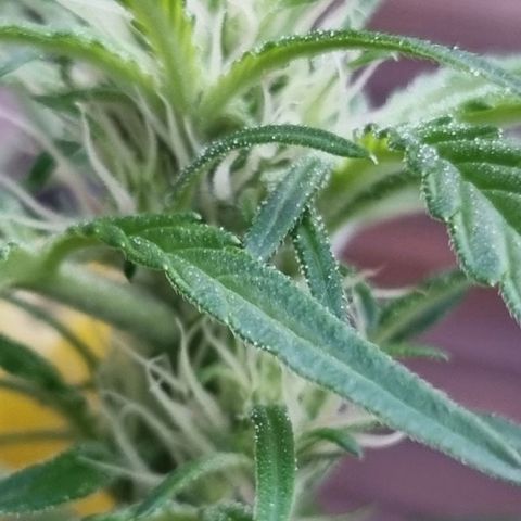 Strawberry Gorilla Fastbuds  growlog timeline photo
