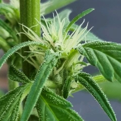 Strawberry Gorilla Fastbuds  growlog timeline photo