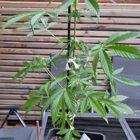 Strawberry Gorilla Fastbuds  growlog timeline photo
