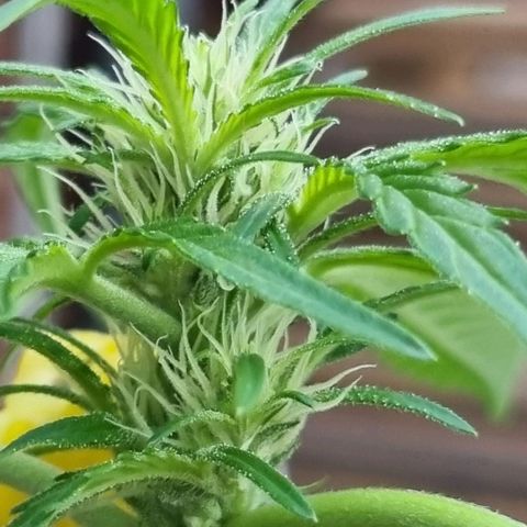 Strawberry Gorilla Fastbuds  growlog timeline photo