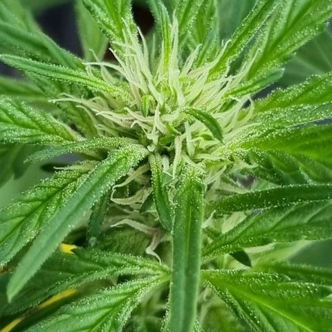 Strawberry Gorilla Fastbuds  growlog timeline photo