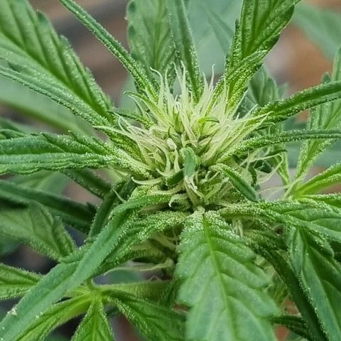Strawberry Gorilla Fastbuds  growlog timeline photo
