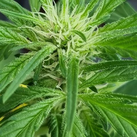 Strawberry Gorilla Fastbuds  growlog timeline photo