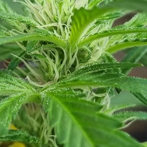 Strawberry Gorilla Fastbuds  growlog timeline photo