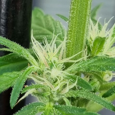 Strawberry Gorilla Fastbuds  growlog timeline photo
