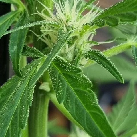 Strawberry Gorilla Fastbuds  growlog timeline photo
