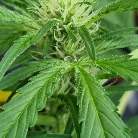 Strawberry Gorilla Fastbuds  growlog timeline photo