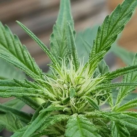 Strawberry Gorilla Fastbuds  growlog timeline photo