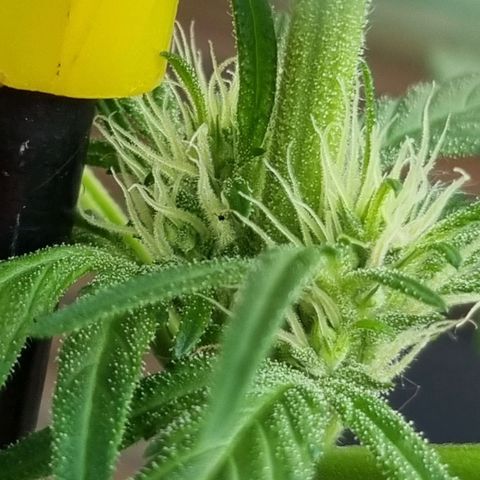 Strawberry Gorilla Fastbuds  growlog timeline photo