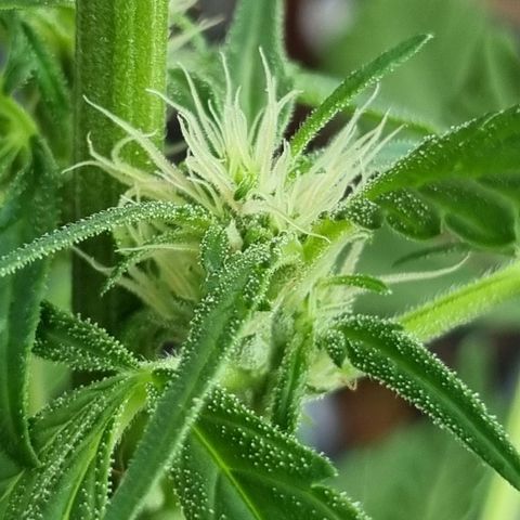 Strawberry Gorilla Fastbuds  growlog timeline photo