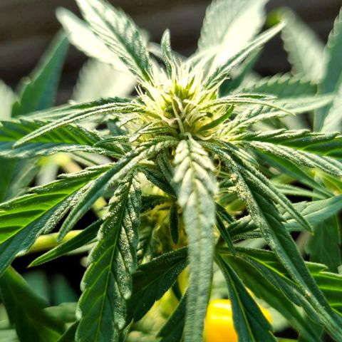 Strawberry Gorilla Fastbuds  growlog timeline photo