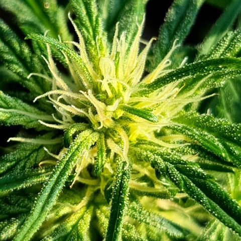 Strawberry Gorilla Fastbuds  growlog timeline photo