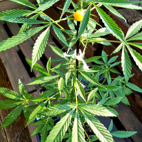 Strawberry Gorilla Fastbuds  growlog timeline photo