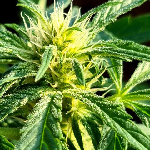 Strawberry Gorilla Fastbuds  growlog timeline photo