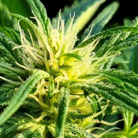 Strawberry Gorilla Fastbuds  growlog timeline photo
