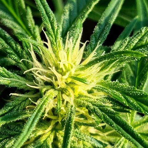 Strawberry Gorilla Fastbuds  growlog timeline photo