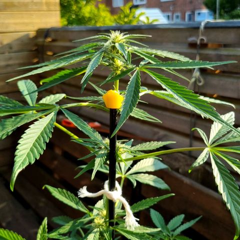 Strawberry Gorilla Fastbuds  growlog timeline photo