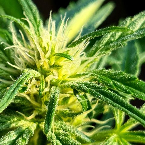 Strawberry Gorilla Fastbuds  growlog timeline photo