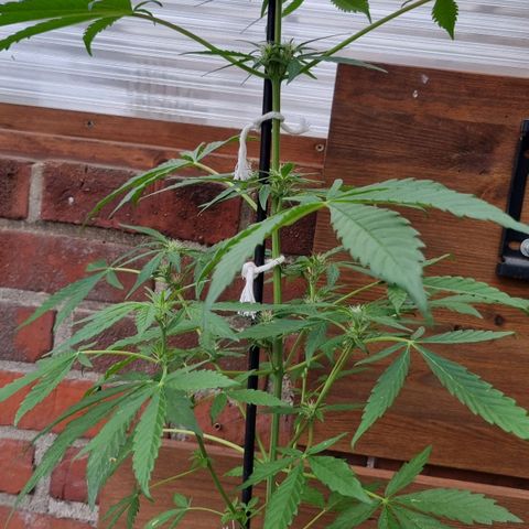 Strawberry Gorilla Fastbuds  growlog timeline photo