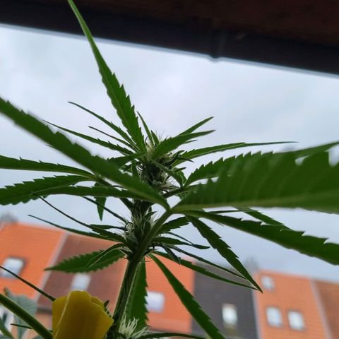 Strawberry Gorilla Fastbuds  growlog timeline photo