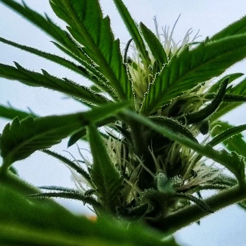 Strawberry Gorilla Fastbuds  growlog timeline photo