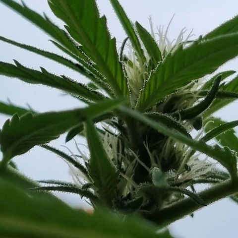 Strawberry Gorilla Fastbuds  growlog timeline photo