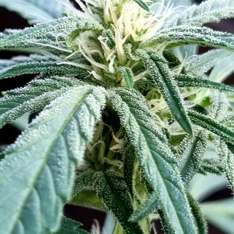 Strawberry Gorilla Fastbuds  growlog timeline photo