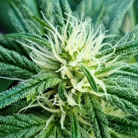 Strawberry Gorilla Fastbuds  growlog timeline photo