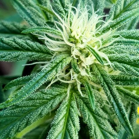 Strawberry Gorilla Fastbuds  growlog timeline photo