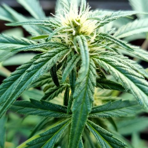 Strawberry Gorilla Fastbuds  growlog timeline photo