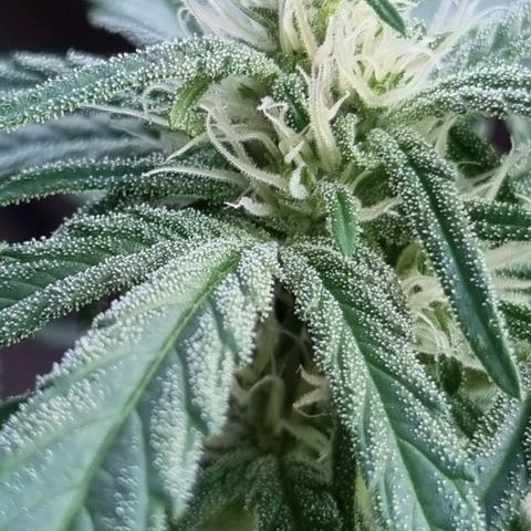 Strawberry Gorilla Fastbuds  growlog timeline photo