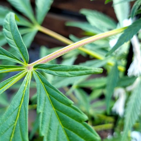Strawberry Gorilla Fastbuds  growlog timeline photo