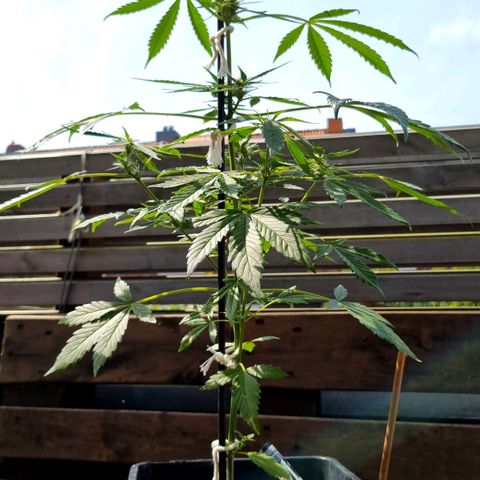 Strawberry Gorilla Fastbuds  growlog timeline photo