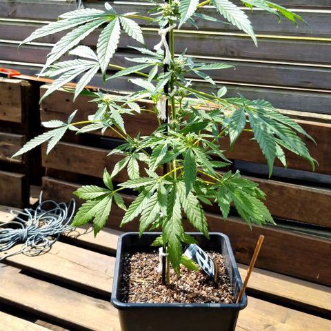 Strawberry Gorilla Fastbuds  growlog timeline photo