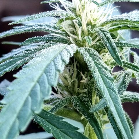 Strawberry Gorilla Fastbuds  growlog timeline photo