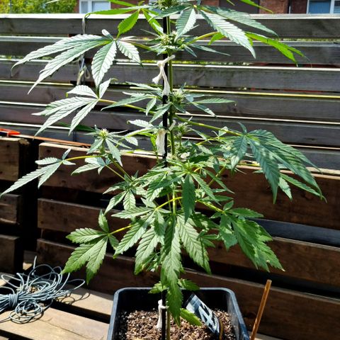 Strawberry Gorilla Fastbuds  growlog timeline photo