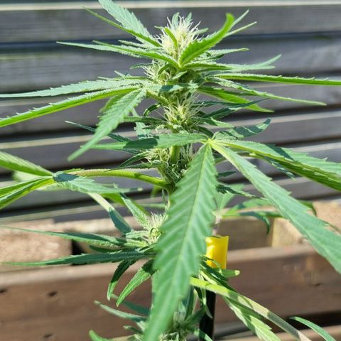 Strawberry Gorilla Fastbuds  growlog timeline photo