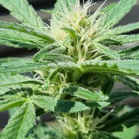 Strawberry Gorilla Fastbuds  growlog timeline photo