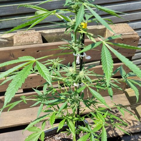 Strawberry Gorilla Fastbuds  growlog timeline photo