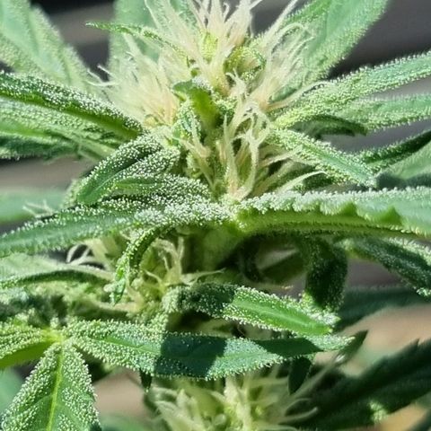 Strawberry Gorilla Fastbuds  growlog timeline photo