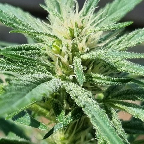 Strawberry Gorilla Fastbuds  growlog timeline photo